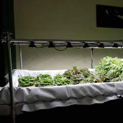 Deep Water Culture (DWC) Kit